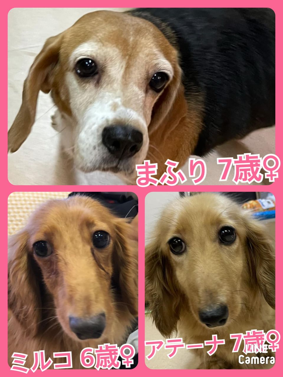 🐾今日の里親様募集中ワンコ🐶メンバーです🐾2021,9,11